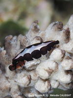 Cyphoma_cassidyae-meca201