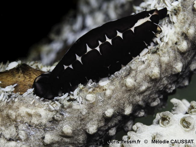 Cyphoma_cassidyae-meca202