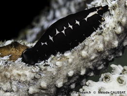 Cyphoma_cassidyae-meca202