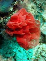 cypraecassis_rufa_ponte-jpc-10
