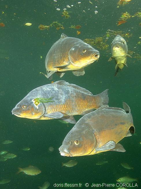 cyprinus_carpio-jpc-100.jpg