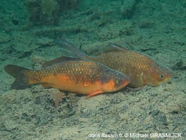 cyprinus_rubrofuscus-mg01
