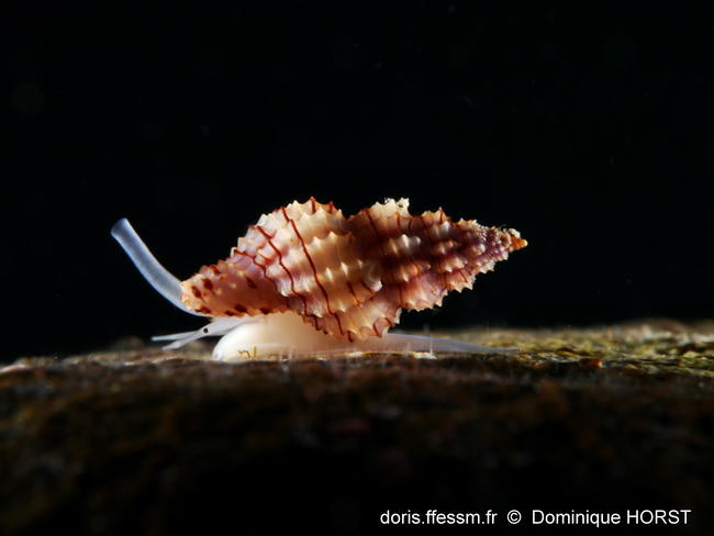 Cyrillia_linearis-doho001