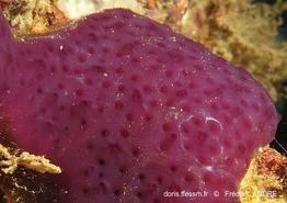 cystodytes_violatinctus-fa009