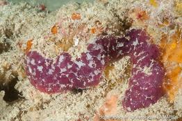 cystodytes_violatinctus-vela6551