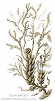 cystoseira_erica_spinosa-haeckel15