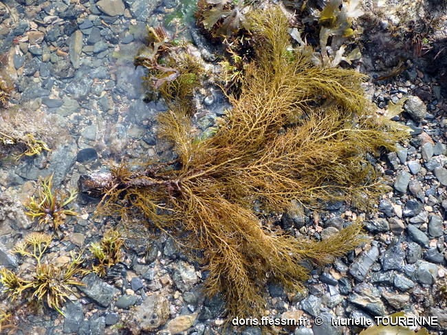 Cystoseira_foeniculacea-mutoF104917