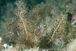 cystoseira_pustulata-vl1