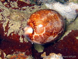 cypraea_mappa-aps101