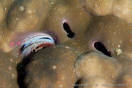 pedum_spondyloideum(4)