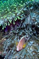 amphiprion_akallopisos-vl2