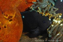 dascyllus_trimaculatus-vl3