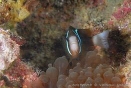amphiprion_akindynos-vl4