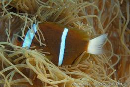 amphiprion_akindynos-vl5