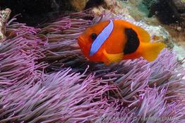 amphiprion_melanopus-vl2