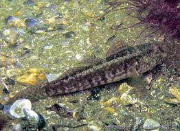 zosterisessor_ophiocephalus-fa