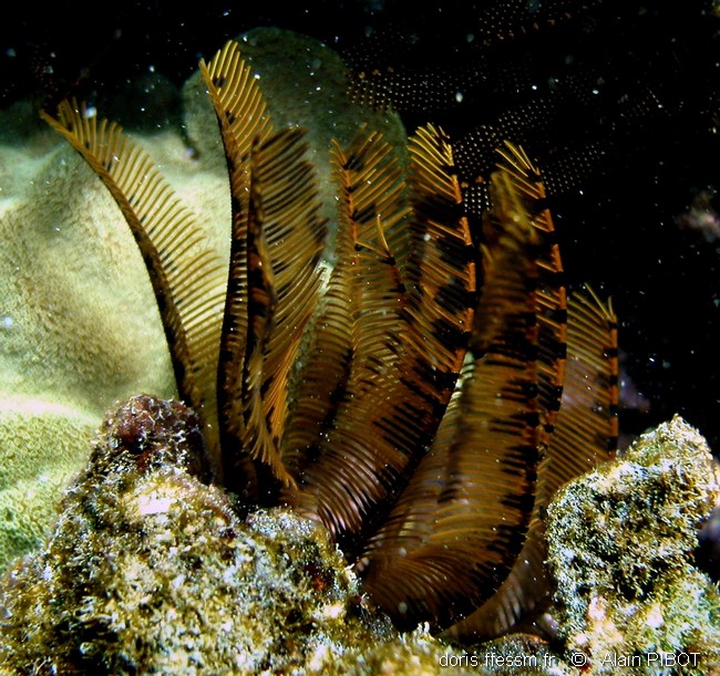 Comatule à carène