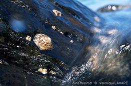 patella_rustica-3