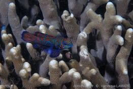synchiropus_splendidus-vl1
