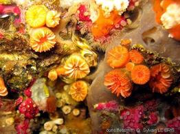 caryophyllia_inornata-slb