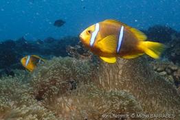 amphiprion_chrysopterus-mb1