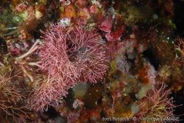 amphiroa_cryptarthrodia-1vl