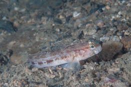 gobius_gasteveni-vl1