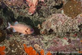 myripristis_adusta-vl3