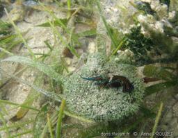 chelidonura_hirundinina_ap4