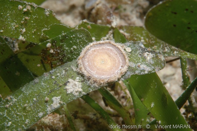 Foraminifère vertèbre