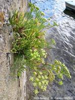crithmum_maritimum-fa1
