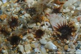 isozoanthus_sulcatus_45455_vm