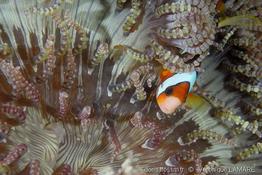 amphiprion_clarkii-vl2