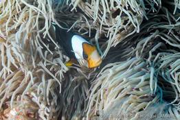 amphiprion-clarkii-vl5