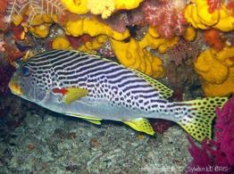 plectorhinchus_lineatus-slb3