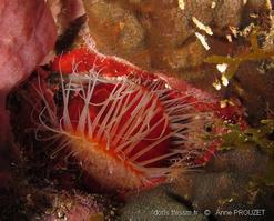 ctenoides_scabra_ap1