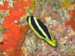 chaetodon_mitratus-slb2
