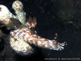 jorunna_rubescens-aps201