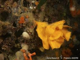 axinella_vaceleti-fa180