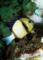 Dascyllus carneus-da2