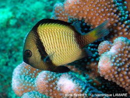 Dascyllus_reticulatus-vela11
