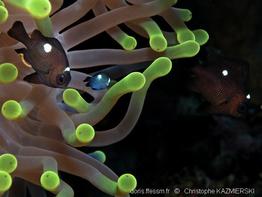 dascyllus_trimaculatus-ck1