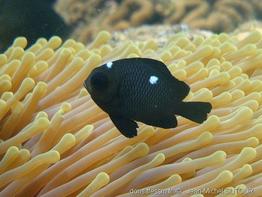 dascyllus_trimaculatus-jms1