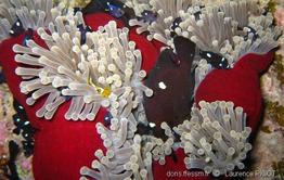 dascyllus_trimaculatus-lp1
