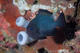 dascyllus_trimaculatus-vl1