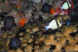 dascyllus_trimaculatus-vl4