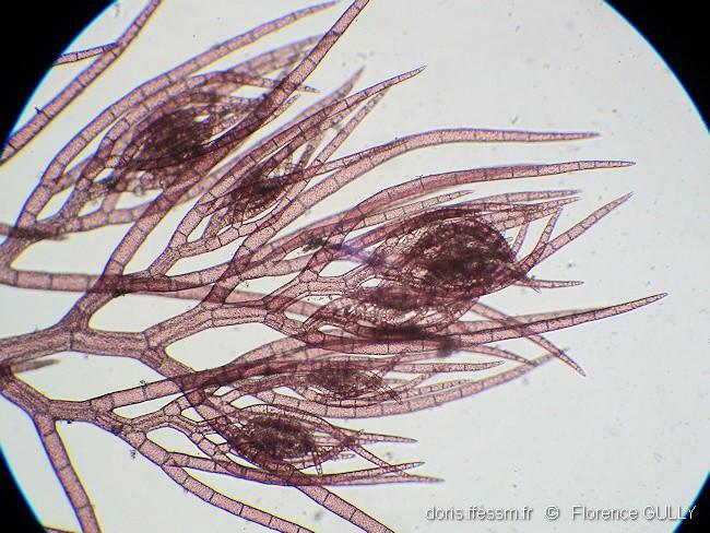 dasysiphonia japonica-fgu-10