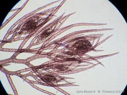 dasysiphonia japonica-fgu-10