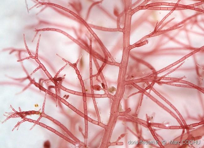dasysiphonia japonica-mcu-10