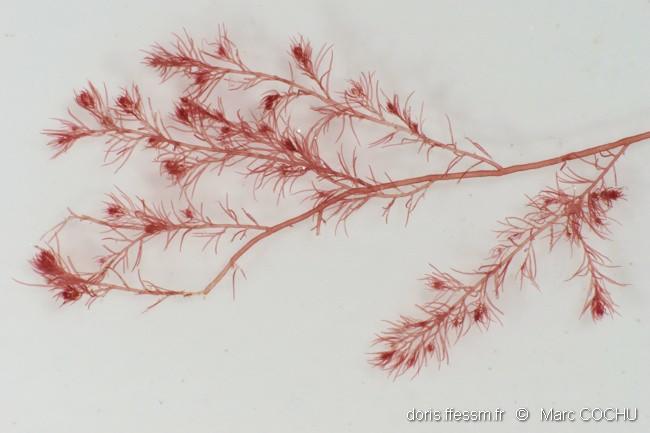 dasysiphonia japonica-mcu-20
